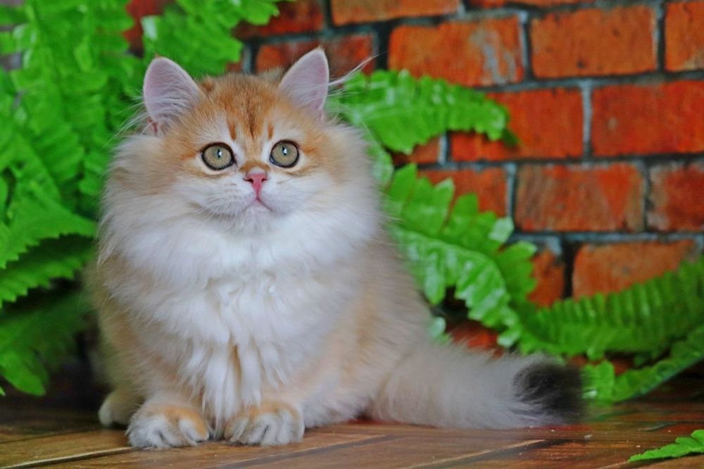 Золота шиншилла хайленд хлопчик