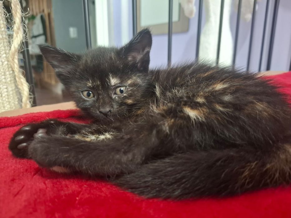 Do adopcji kotki
