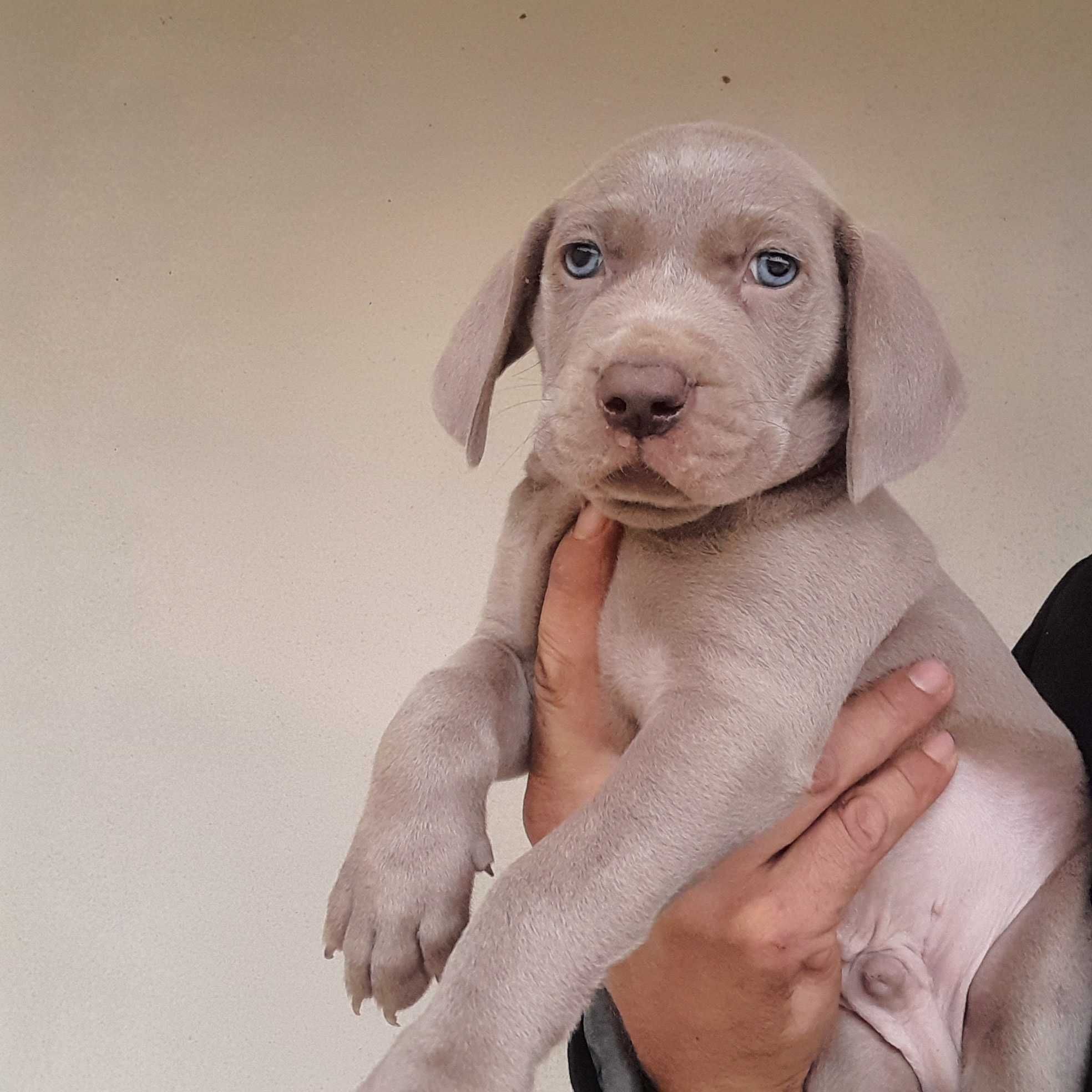 Weimaraner com lop