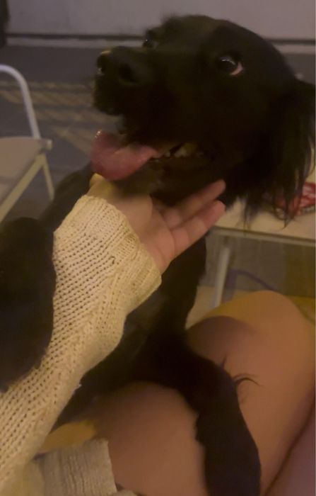 Adoção Responsável - Cadela