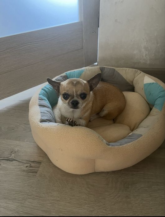 Собака чихуахуа мини