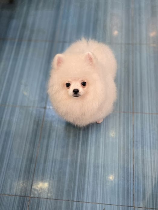 Malenki bialy piesek pomeranian FCI