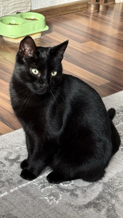 Черный кот ищет дом и любящую семью