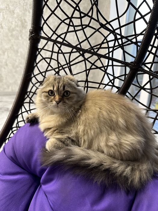 Котенок британець висловухий