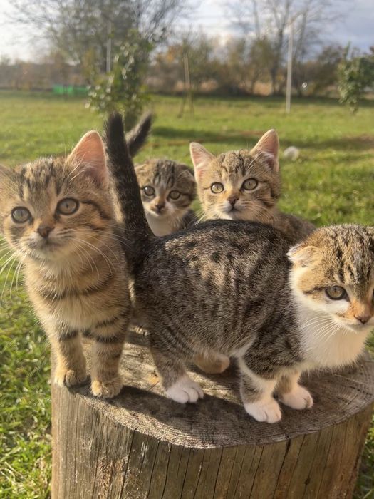 Котики шукають дім