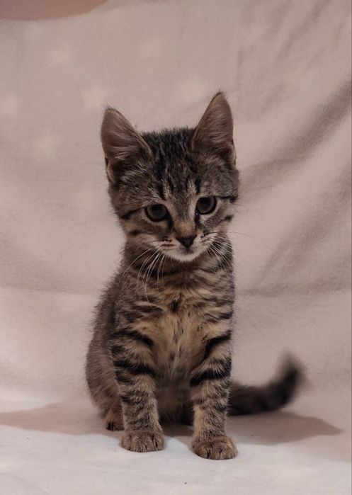 кішечка МУХА шукає родину, 3.5 місяці