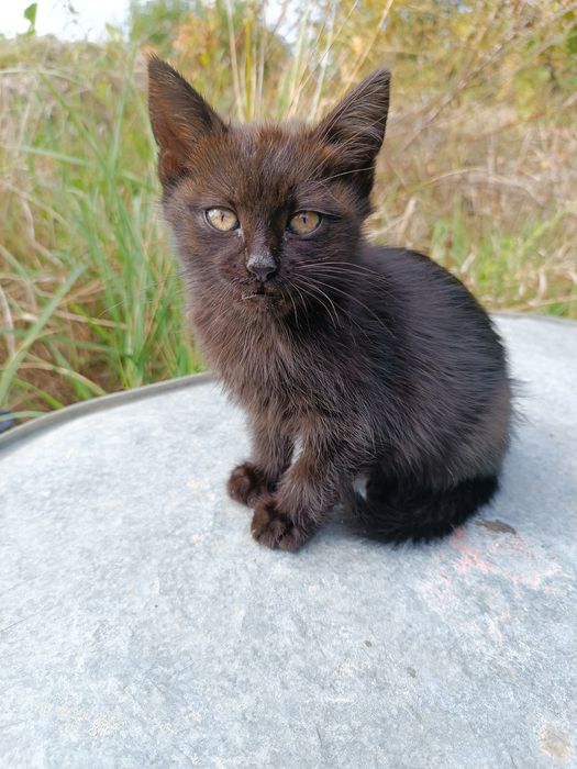 Отдам котенка в добрые руки