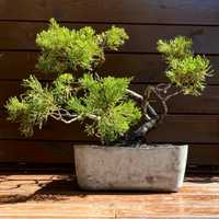 Dekoracyjne ogrodowe bonsai w betonowej unikatowej donicy