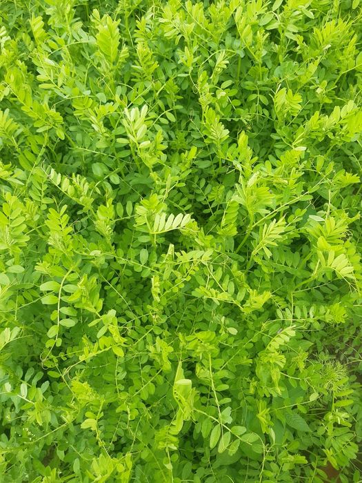 Nostrzyk.łubin.żyto jare.owies.seradela.facelia.rzodkiew.gryka.owies