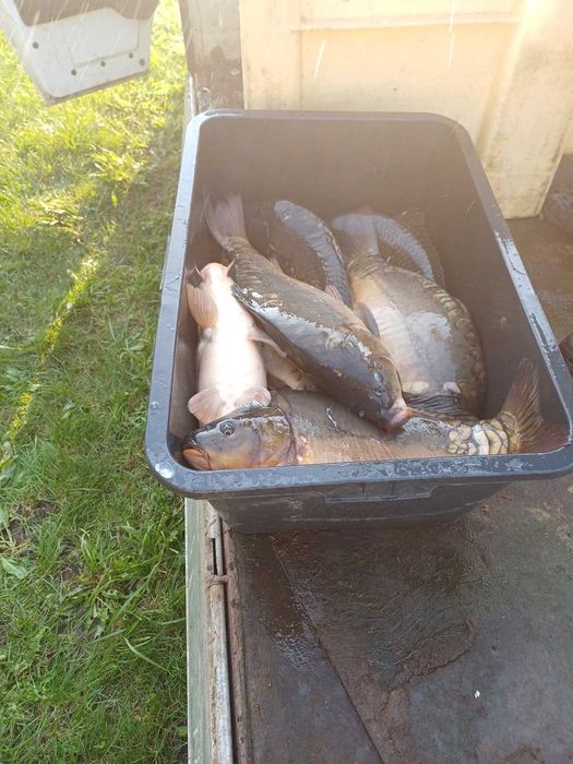 Karp zarybieniowy od 3 do 6 kg sztuka