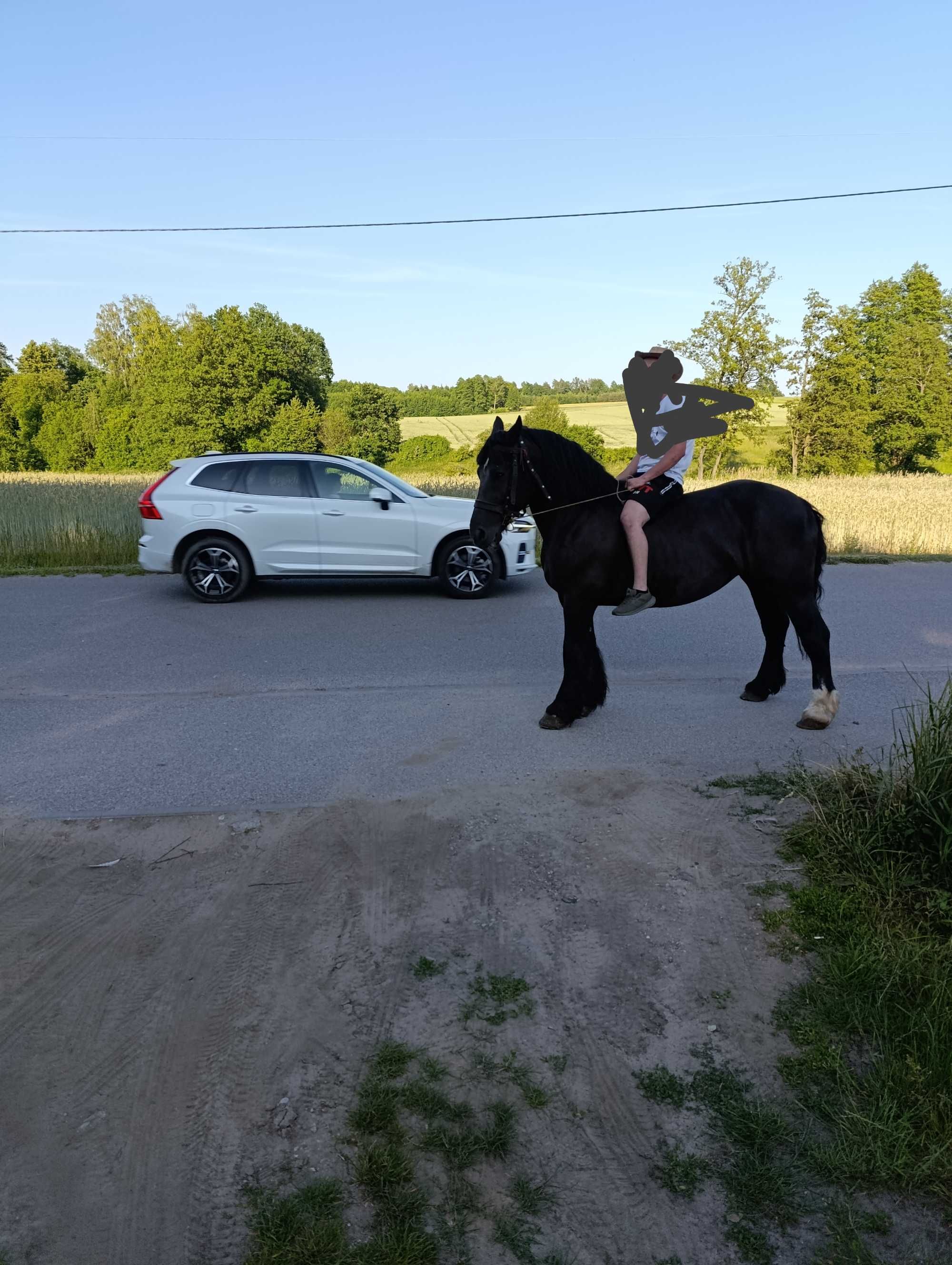 Koń zimnokrwisty