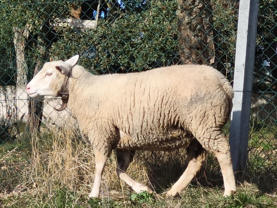 Ovelha (malata) prenha