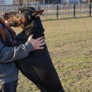 Цуценя добермана (Бронь!)