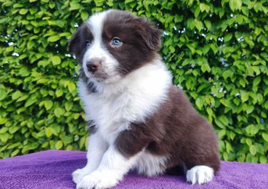 Pies Enzo - Border Collie - Piękny pies z dok. Hodowlaną