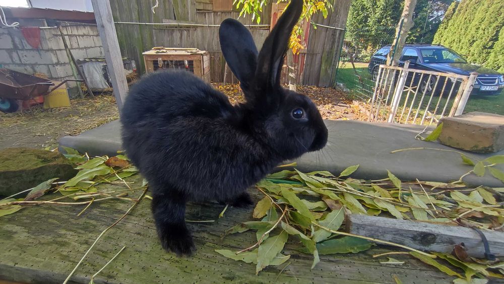 Królik samica 8 miesięcy