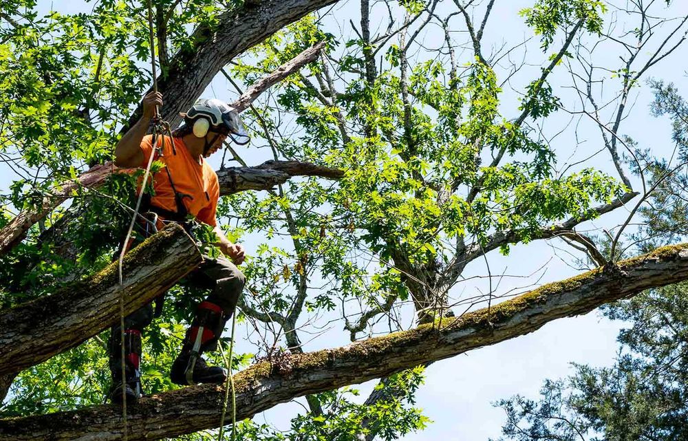 Комплексная уборка участков — покос, спил, вывоз мусора. Днепр область