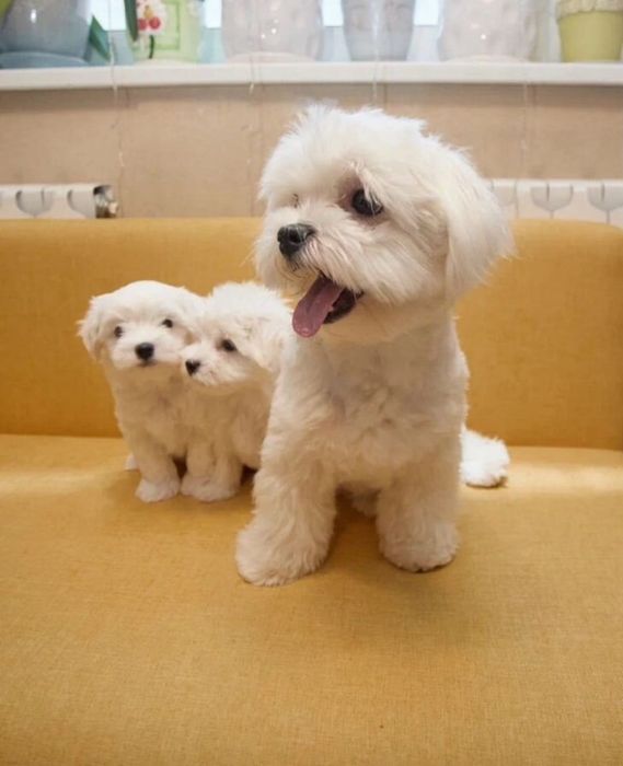 Maltańczyk Geny Koreańskie