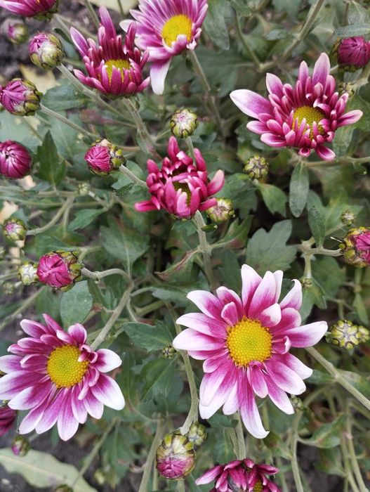 Хризантема мульфлора