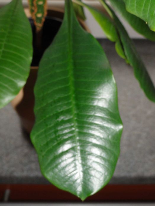 wilczomlecz białounerwiony kwiat doniczkowy kaktus