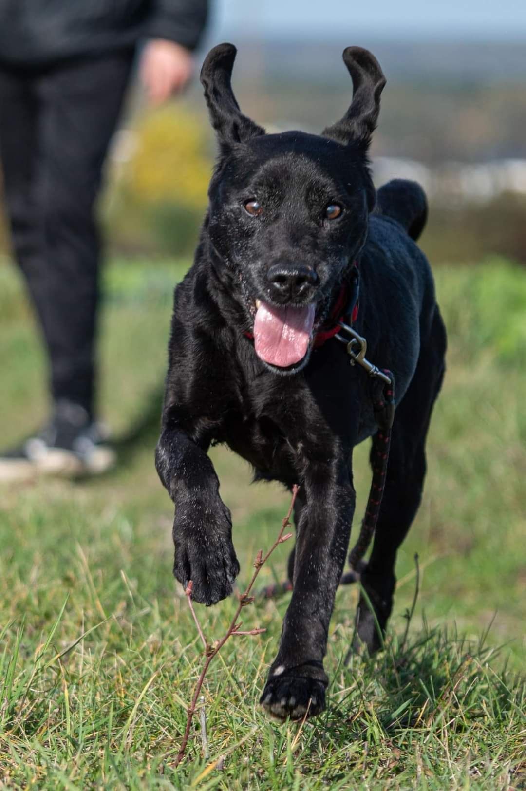 Wesoły Borys poleca się do adopcji