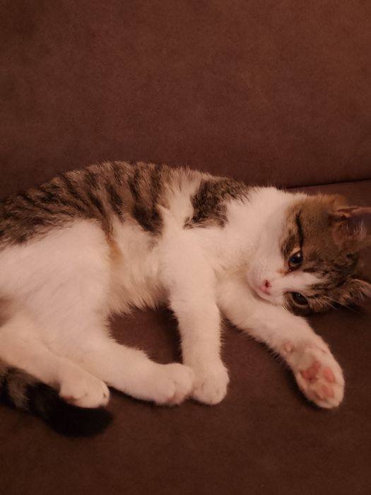 Oddam za darmo małego kotka