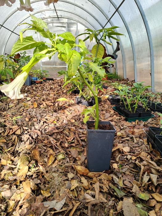 Datura brugmasia 50cm