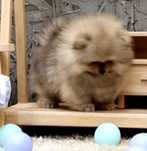 Promka na pomka !!! Maleńka misia pomeranian mini