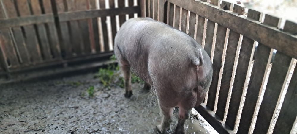 Продам кнура породи дюрок