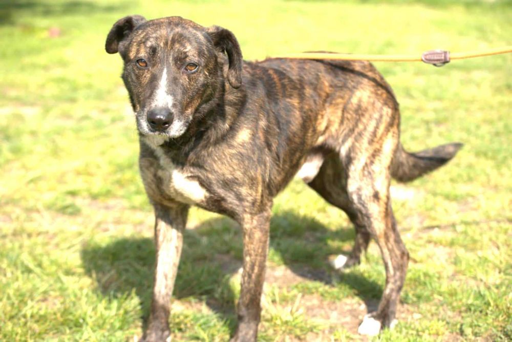 Piękny, łagodny, grzeczny, kochany, porzucony piesek czeka na dom