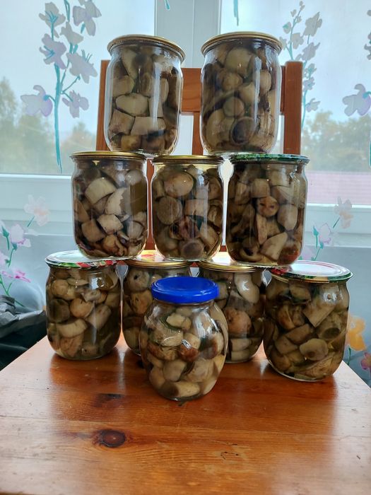 Мариновані Білі гриби сухі Білі гриби Лисички