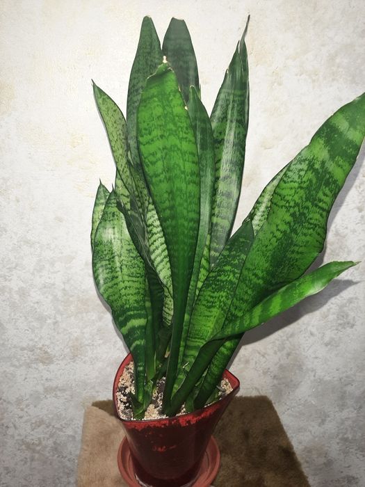 Сансевиерия sansevieria