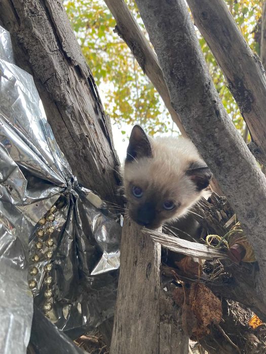 Gatinhos procuram familia :)