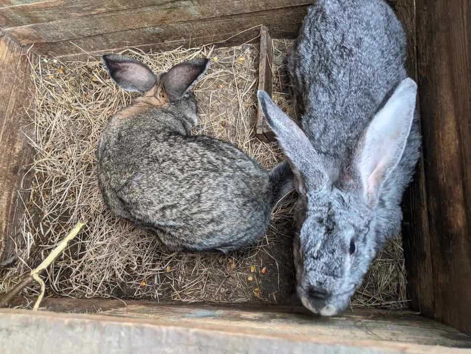 Кролі породи Велетень