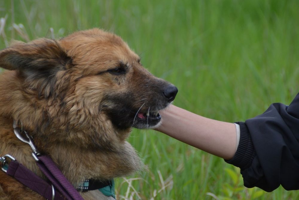 Puchaty beżowy pies w typie samoyeda i eurasiera szuka domku