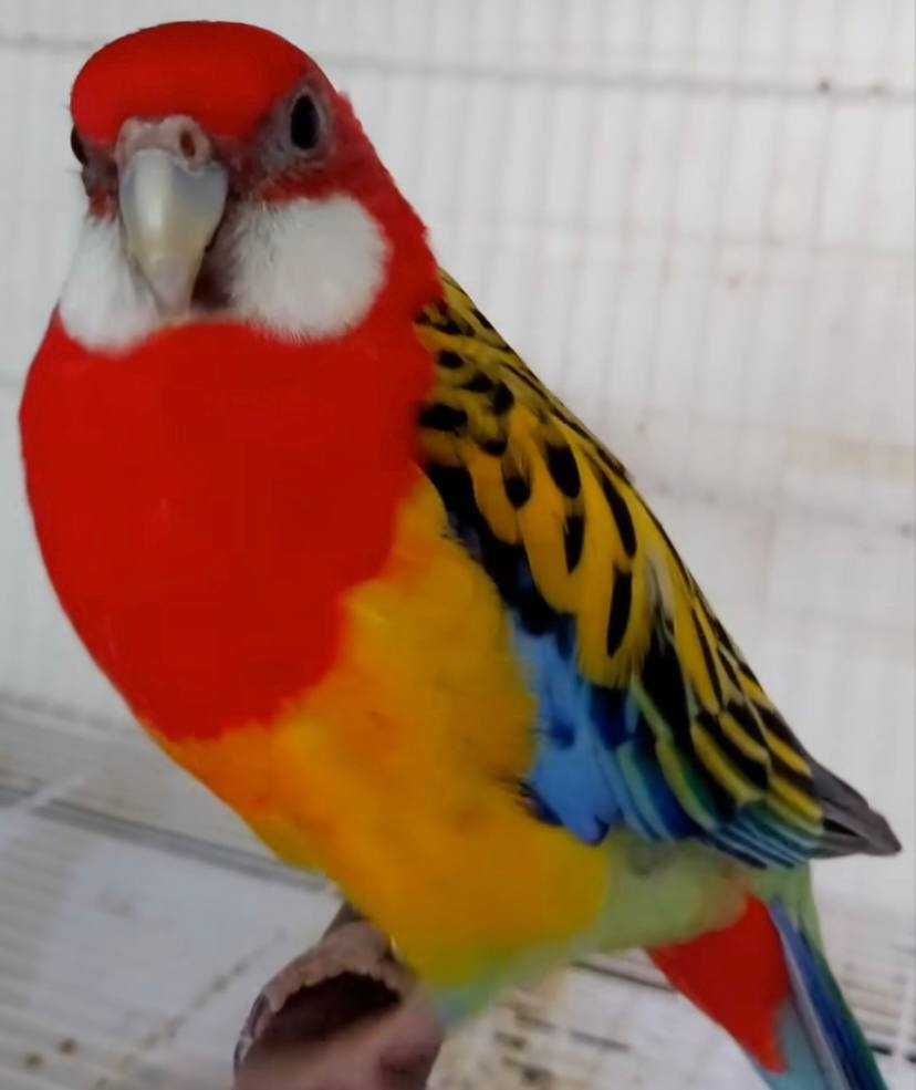 Продам попугаев Розелла: идеальные спутники для вашего дома