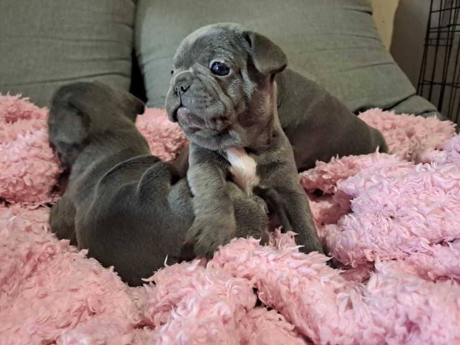 Buldog francuski blue