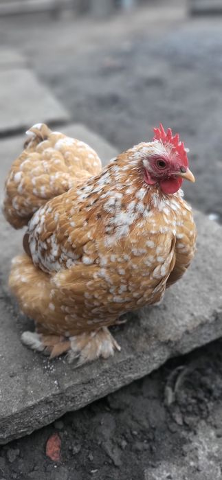 Инкубационное яйцо карликового кохинхина, бентамки, шовкова, мильфлер