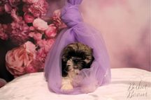 Shihtzu Rodowodowy szczeniak