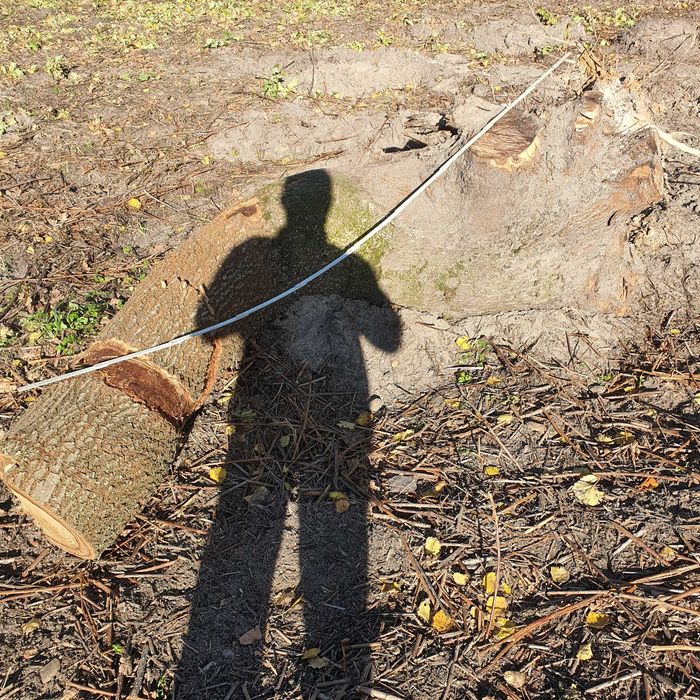 Dąb wygiety , elemety gięte