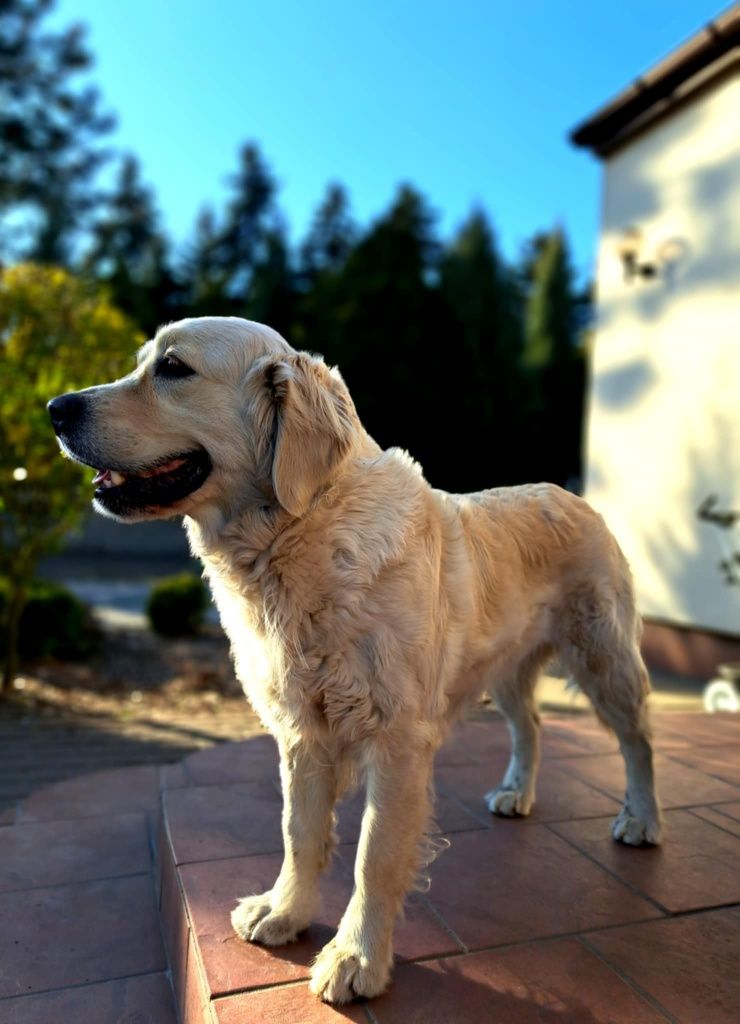 Przepiękny Golden Retriever TATA FCI