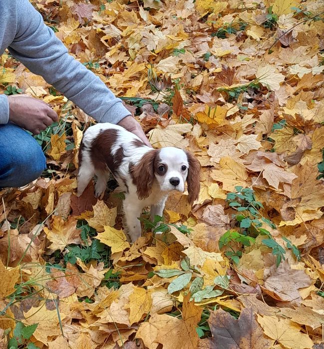 Cavalier king Charles Spaniel ZKwP FCI piesek WIKO