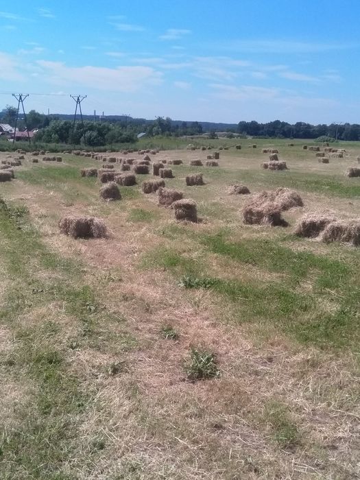 Sloma pszenna rezerwacja