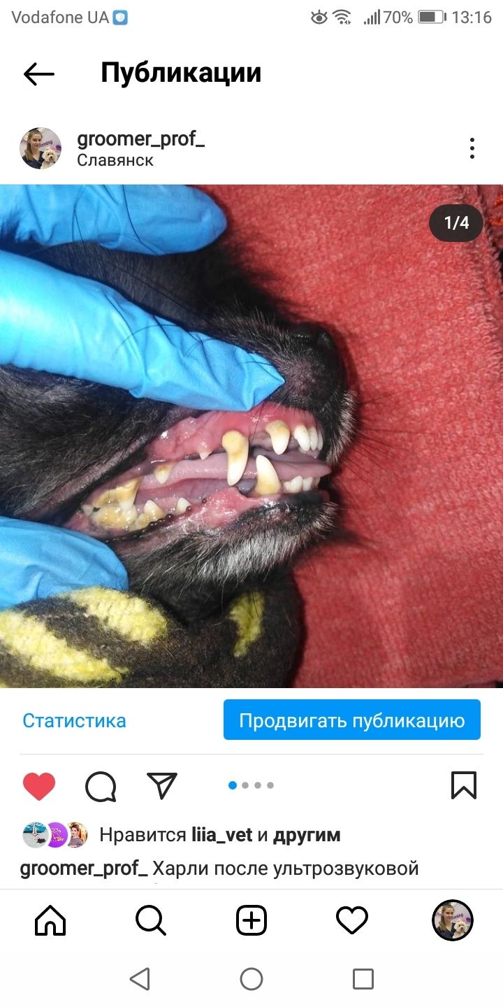 Ультрозвуковая чистка зубов собакам и котам