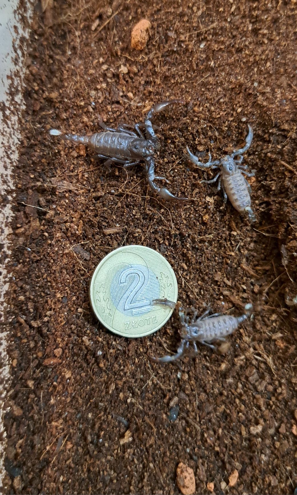 Javanimetrus cyaneus i3 (ex. Heterometrus)