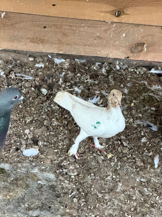 Młode gołębie pocztowe jak i ozdobne