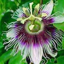 Sadzonka Marakuja Edulis " Passiflora Edulis"