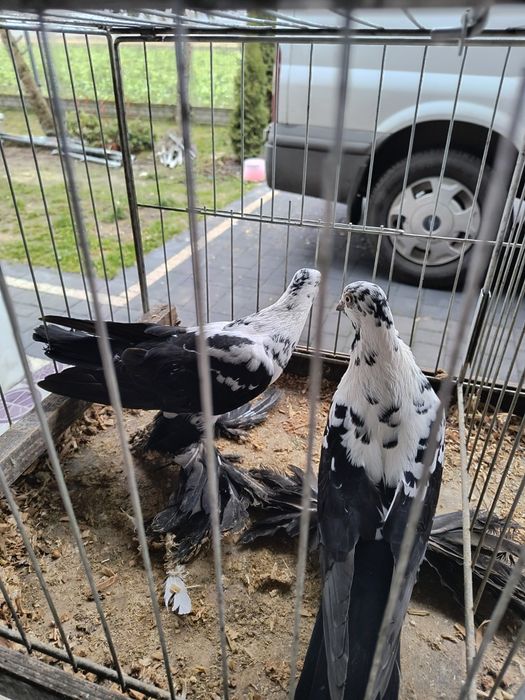 Gołębie ozdobne różne