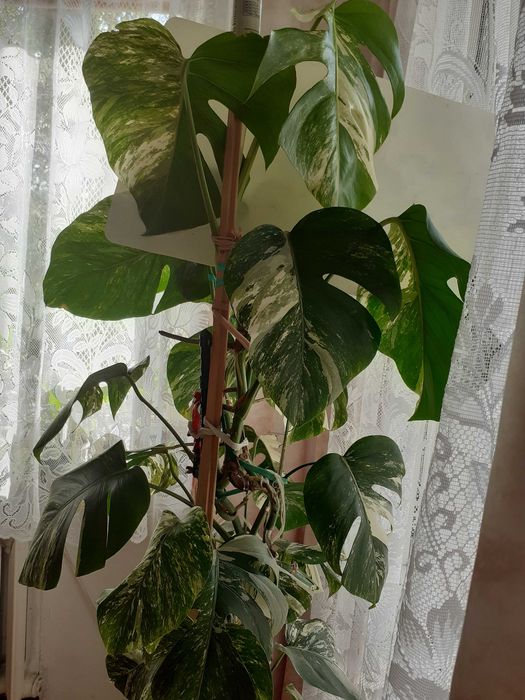 CIĘTE pędy z Monstera VARIEGATA - do ukorzenienia