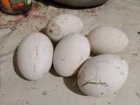 Яйца гусиные и индоутки