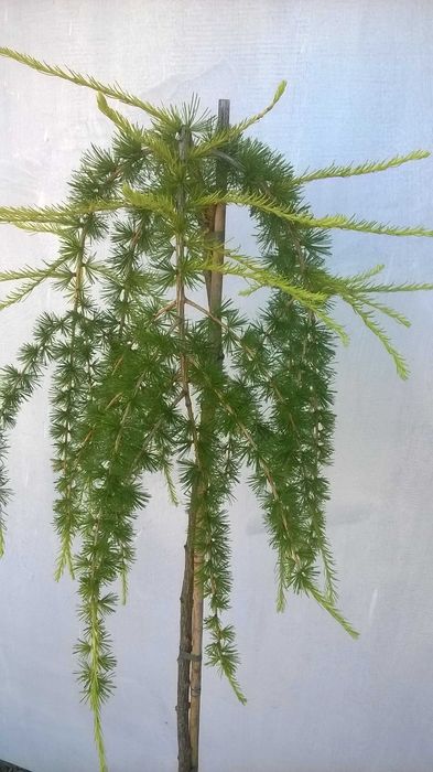 Modrzew płaczący PENDULA szczepiony NA PNIU wys. 150 cm